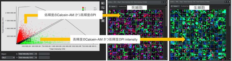 図３．Calcein-AM/PIの輝度を使用した生細胞/死細胞分類に対するNoviSightの解析