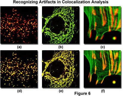 Confocal Microscopy - Colocalization of Fluorophores in Confocal ...