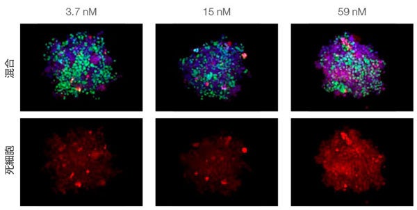 図2. 共培養スフェロイドにおける薬剤反応性