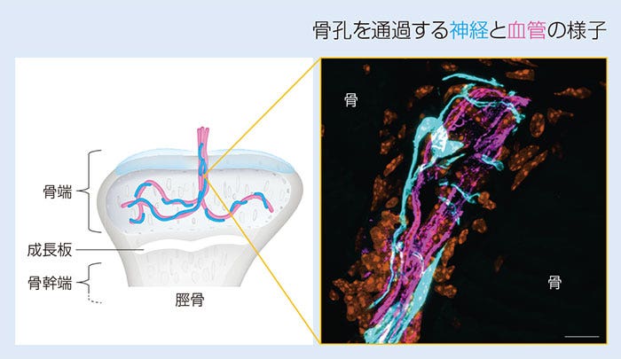 図２：神経孔と血管孔の様子