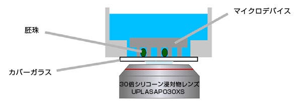 30倍シリコーン浸対物レンズUPLASAPO30XSによるマイクロデバイス観察の模式図