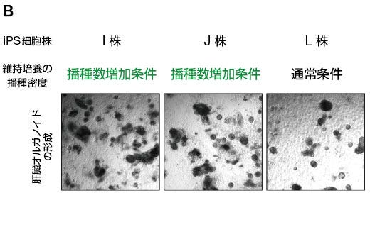 (B) 分化抵抗性を示したI株とJ株を播種数増加条件で維持培養した後に、分化誘導した際のオルガノイドの形成。比較として、分化能を確認しているL株を通常条件で維持培養し、分化誘導した場合のオルガノイドも示した。