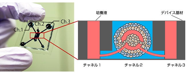 図1：マイクロ流体デバイスと腫瘍モデル