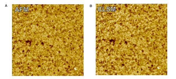 Surface roughness characterization a comparison of CLSM and AFM