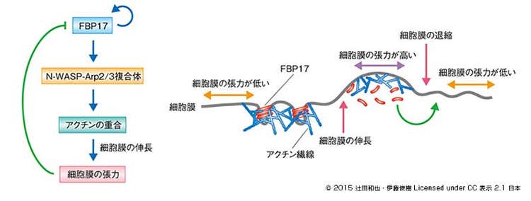 FBP17と細胞膜の張力とのフィードバックループ