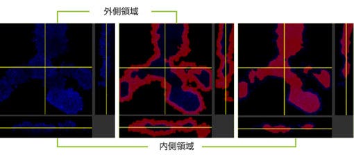 図4 抗体薬分布の3次元定量化