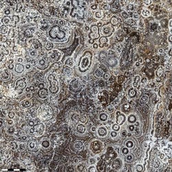 検鏡方法：暗視野照明 倍率：555x 視野：1.4mm2　（ステッチング機能使用）