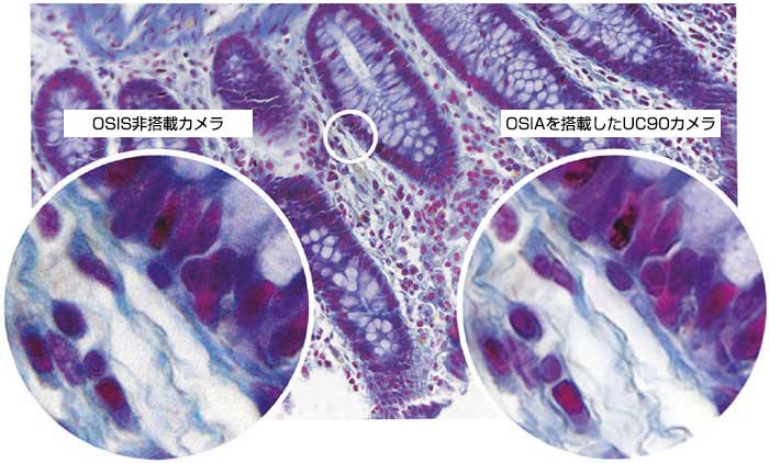 図1：ノイズのない細部の観察
