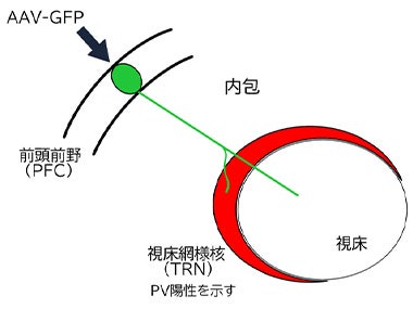 図１：前頭前野から視床網様核を通り視床へ入る軸索の図