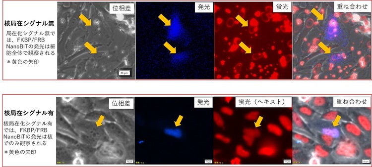 図3．局在化シグナルの有無による細胞内でのNanoBit発現の局在の違い