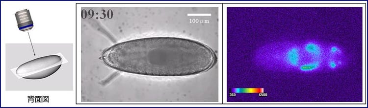 図1. ショウジョウバエの胚発生過程の形態とarmadilloプロモーターの発現パターン