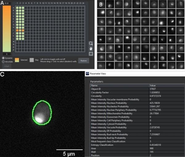 図4：A) 384ウェルプレート全体のヒートマップ。核小体クラスに属するウェル内の細胞の可能性を示します。ヒートマップは列Iの核小体に局在化するタンパク質のみを示します。B) 核小体の局在化に対応する蛍光パターンを視覚的に確認するための、核小体の可能性の高いセグメント化されたオブジェクトのギャラリー（図1と比較）。C) セグメンテーションマスクから抽出されたパラメーターのセットを持つ、ウェルＩ3のセグメント化された細胞。この例で、核小体は最も高い値（55041）になっています。これは2番目に高いスコアのクラス（核、値425）より100倍を超えて高い値です。