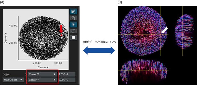 図4：スフェロイドの定量解析画像 (A) 「Center X」および「Center Y」の解析パラメーター（図3Bで設定）がX軸とY軸にそれぞれ設定されると、認識された個々の核がグラフにプロットされました。必要に応じて、X／Y軸の解析パラメーターを変更することができます（赤い四角枠）。(A／B） NoviSightソフトウェアでは、解析データと原画像を視覚的にリンクすることができます。グラフ上で、認識された核のプロットをクリックすると（A、赤の矢印）、オリジナル画像上の同じ位置が自動的に示されます（白の矢印）。