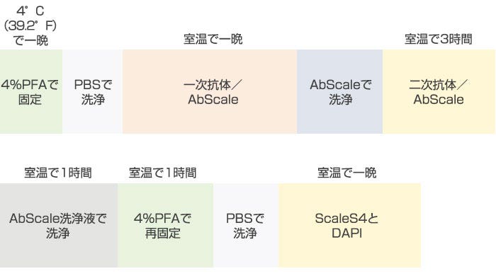 図2 F-PDOの免疫染色と透明化の手順