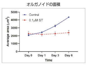 オルガノイドの面積