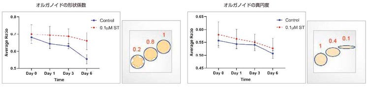 図4：オルガノイドの形態に関連するパラメーターの経時的な測定値