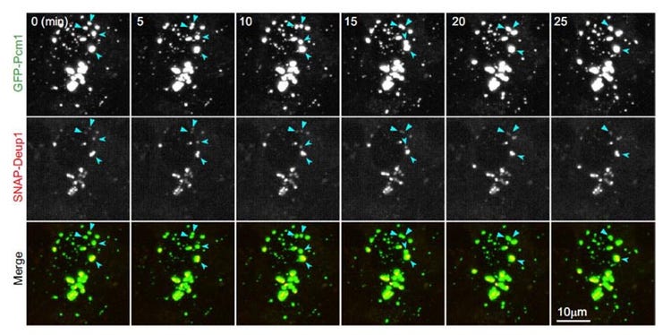 図2. FGM部分が液体特性を持ち、基底小体前駆体に結合している様子を5分間隔で合計65分間撮影しました。矢印は2つのFGMの融合を示しています。［Zhao & Chen et al., Nat Commun, 2021, 12(1):1273］