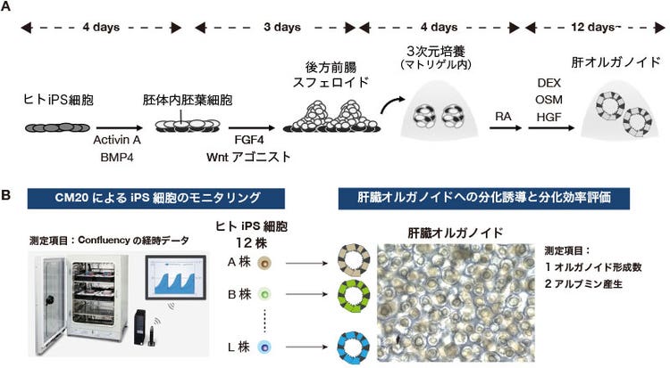 図１　ヒトiPS細胞の維持培養時のモニタリングと、肝臓オルガノイド分化効率の評価