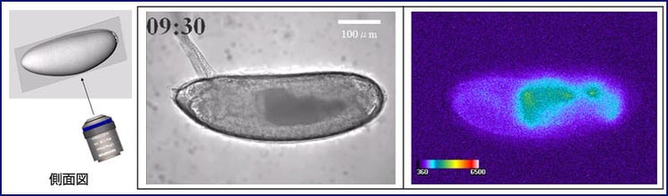 図1. ショウジョウバエの胚発生過程の形態とarmadilloプロモーターの発現パターン