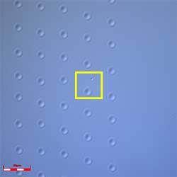 微分干渉像　対物レンズ 100X