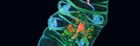 生きているクマムシの画像