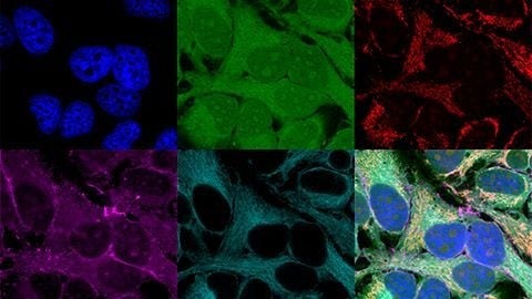 Think Deep, See Deeper with Near-Infrared Laser Scanning Confocal Microscope