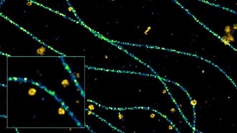 Imaging Multiple Subcellular Structures at the Nanometer Scale in 3D