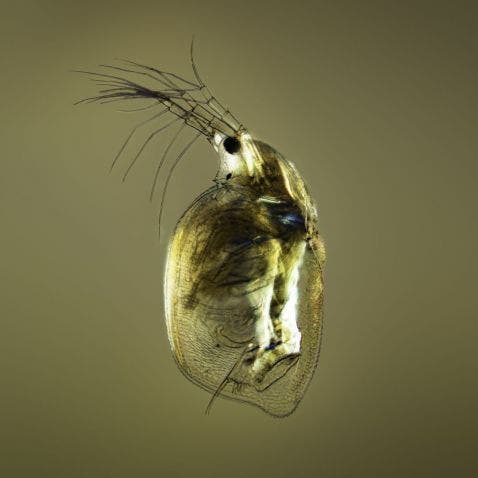 water flea