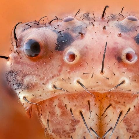 crab spider