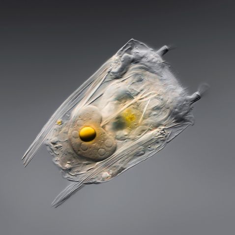 脳、虫、バクテリア： 2021年9月の人気顕微鏡画像 | オリンパス ライフ