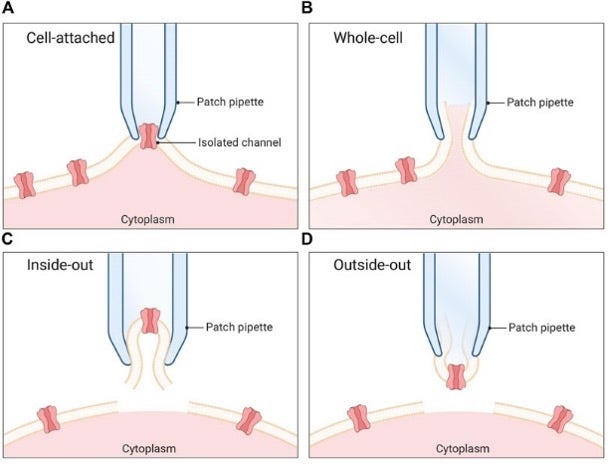 個々の細胞の電気生理学イメージングを行うためのパッチクランプ構成