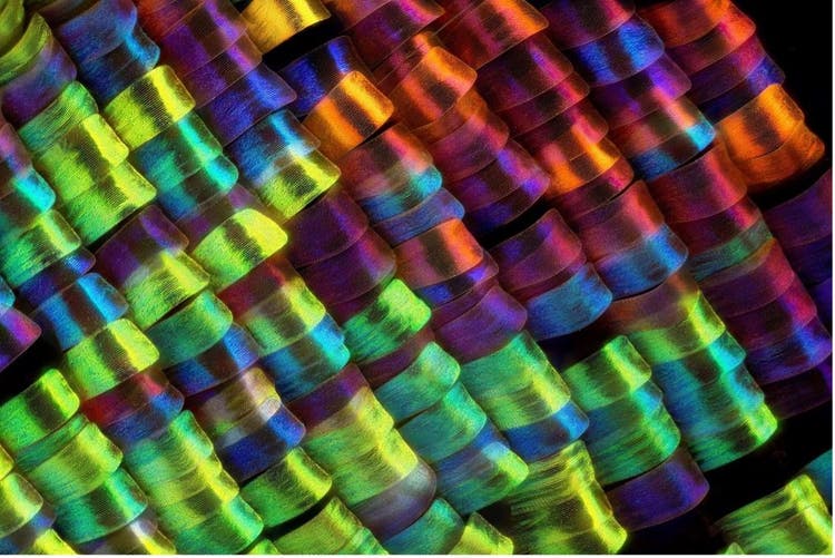 Moth scales under the microscope