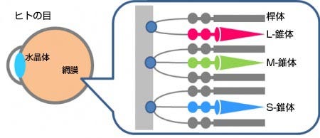 人間の目の桿体細胞と錐体細胞