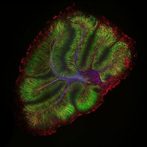 マウス小脳の共焦点画像