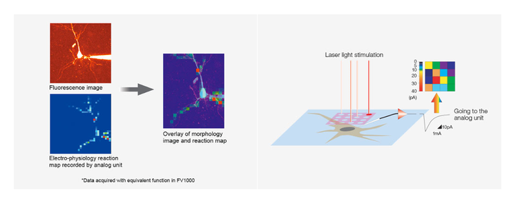 電気生理反応を測定するための3D刺激反応マップ