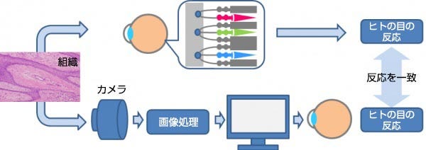 図3　人眼応答を模倣するためのオリンパスの色再現技術