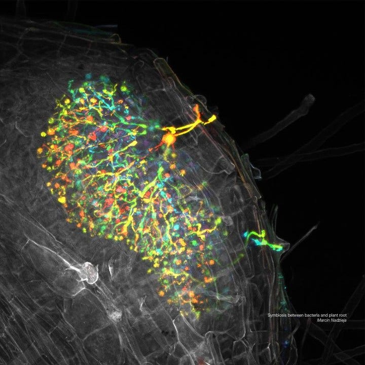 細菌と植物の根との共生