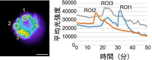 創薬研究の薬効評価における薬剤応答イメージング