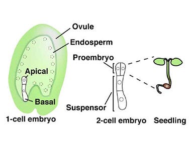 Application note: Neurovascular Structure