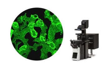 Confocal Imaging