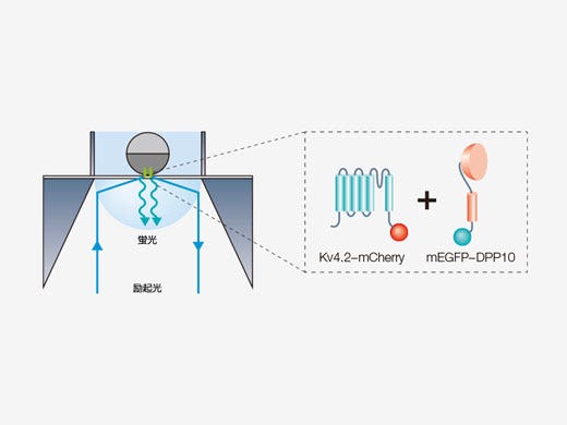 1分子蛍光イメージングによるサブユニットカウンティング概念図