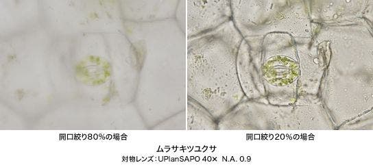 開口絞りの効果（2）
