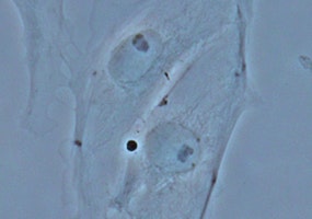 位相差観察（PtK2細胞）