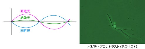 図2 ポジティブコントラストまたはダークコントラスト（逆位相）