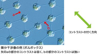 その機能、使っていますか？ ～微分干渉観察編～ | オリンパス ライフ