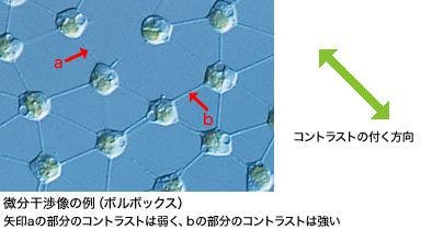 微分干渉像の例