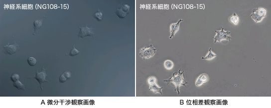 その機能、使っていますか？ ～微分干渉観察編～ | オリンパス ライフ