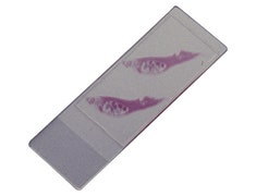 図21 カバーガラス標本