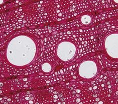 図2 生物顕微鏡の観察例