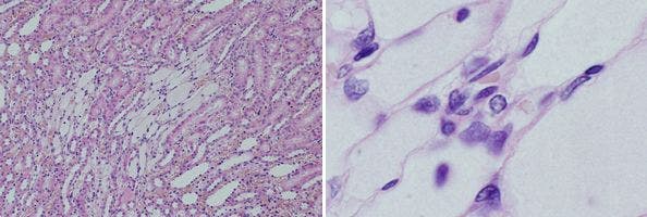 図10 明視野観察による染色組織（ラット腎臓）